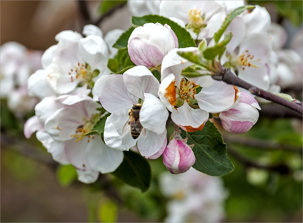 Фотографія Яблони в цвету, весны творенье... / Lena Panchenko / photographers.ua