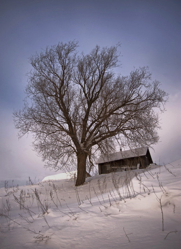 Фотографія Построить дом, посадить дерево... / makwel / photographers.ua