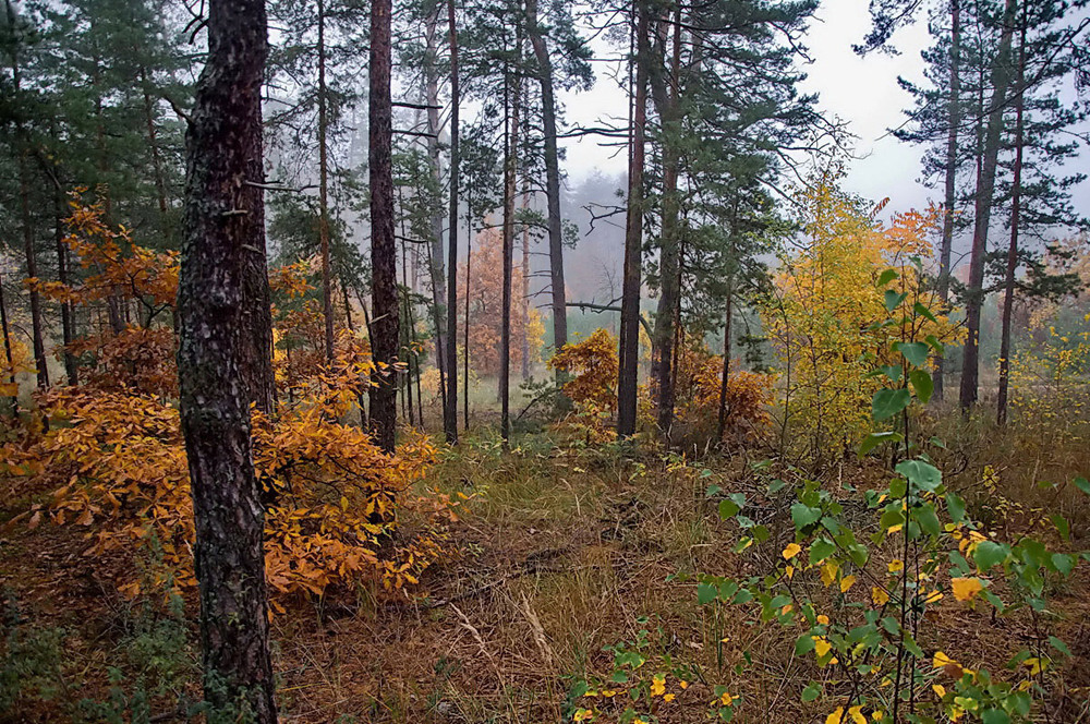 Фотографія В грибном лесу / Ludmila Zaitseva / photographers.ua