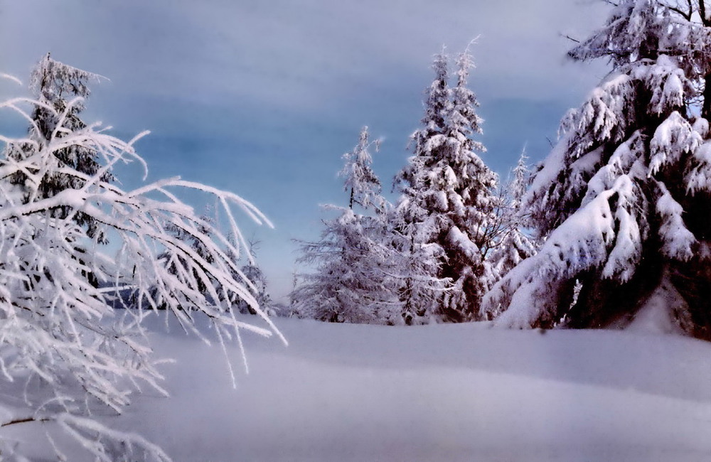 Фотографія Белая вьюга-зима снегом запорошила / Ludmila Zaitseva / photographers.ua
