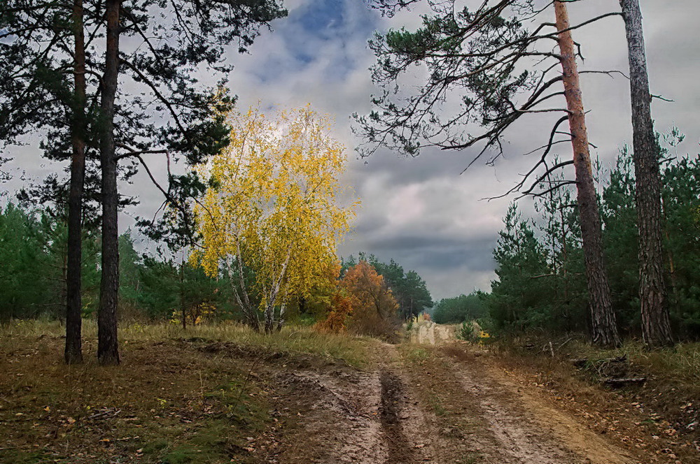 Фотографія В осеннем лесу / Ludmila Zaitseva / photographers.ua