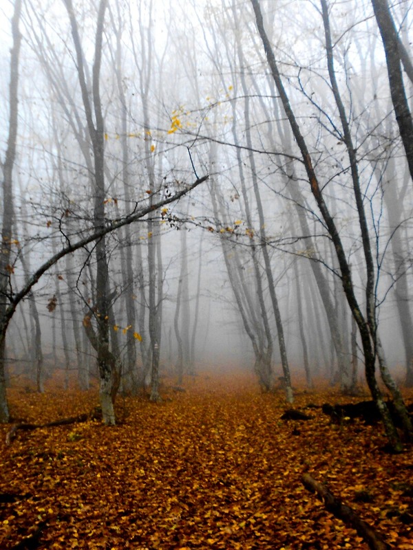 Фотографія Осень / Darya K. / photographers.ua