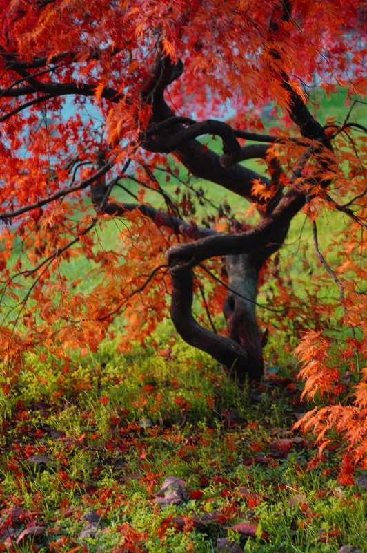 Фотографія Colors of the fall / Olene Morella / photographers.ua