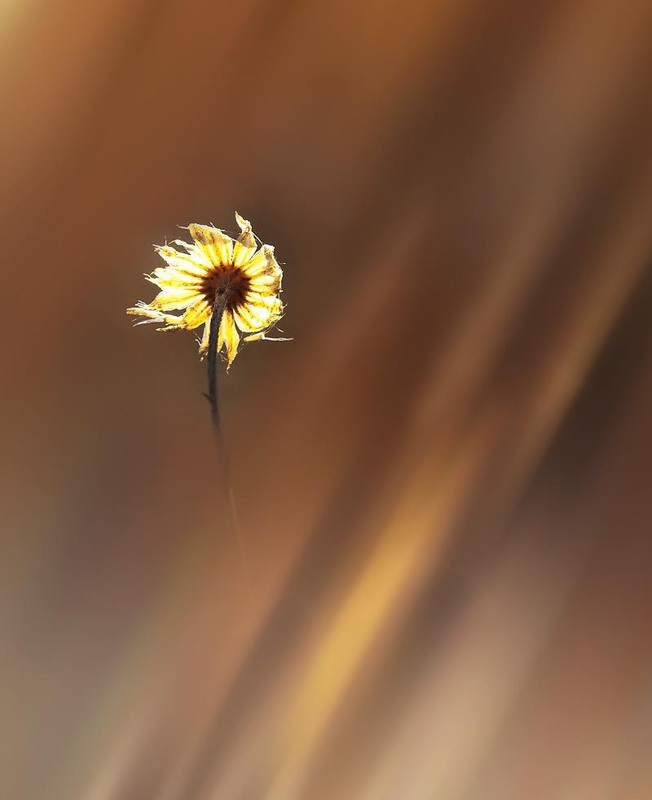 Фотографія Солнечный ветер / Ольга Орлова / photographers.ua