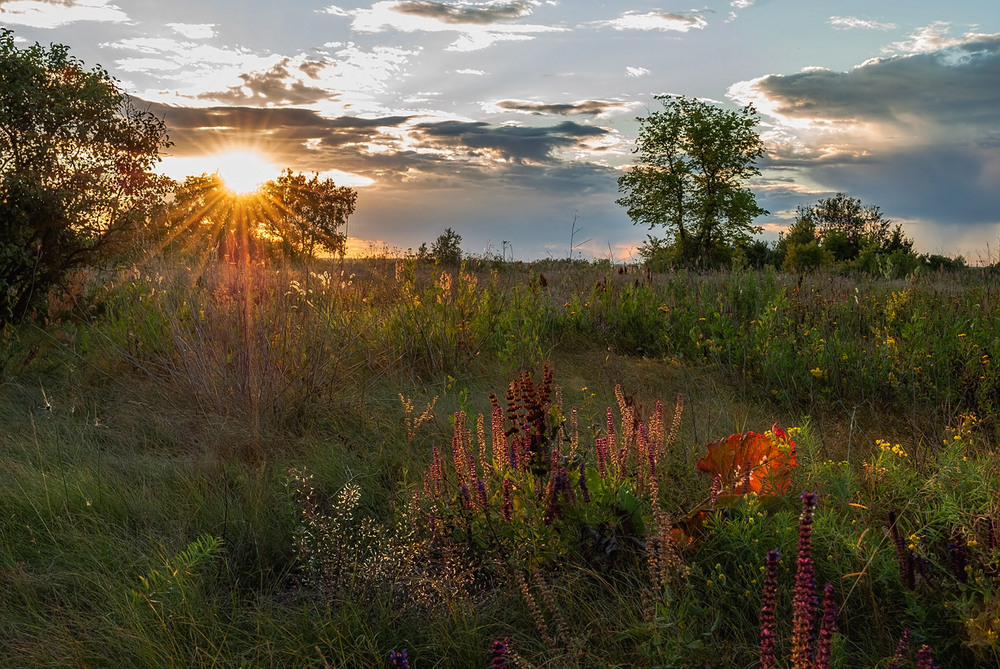 Фотографія Летний вечер с запахом трав... / Ольга Орлова / photographers.ua