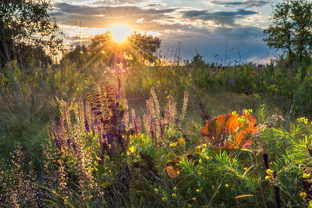 Фотографія И опять ностальгическое . Из глубины июльских трав... / Ольга Орлова / photographers.ua