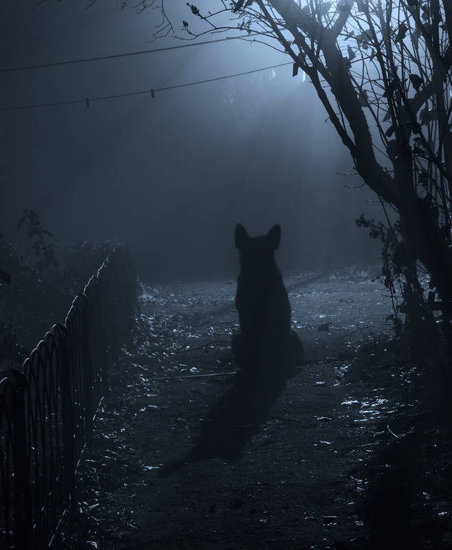 Фотографія Ночь... Туман... Собака... / Ольга Орлова / photographers.ua