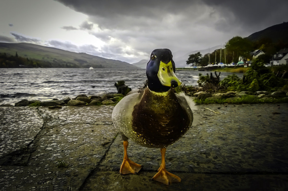 Фотографія Прогулка перед обедом / MilaNaRomans / photographers.ua