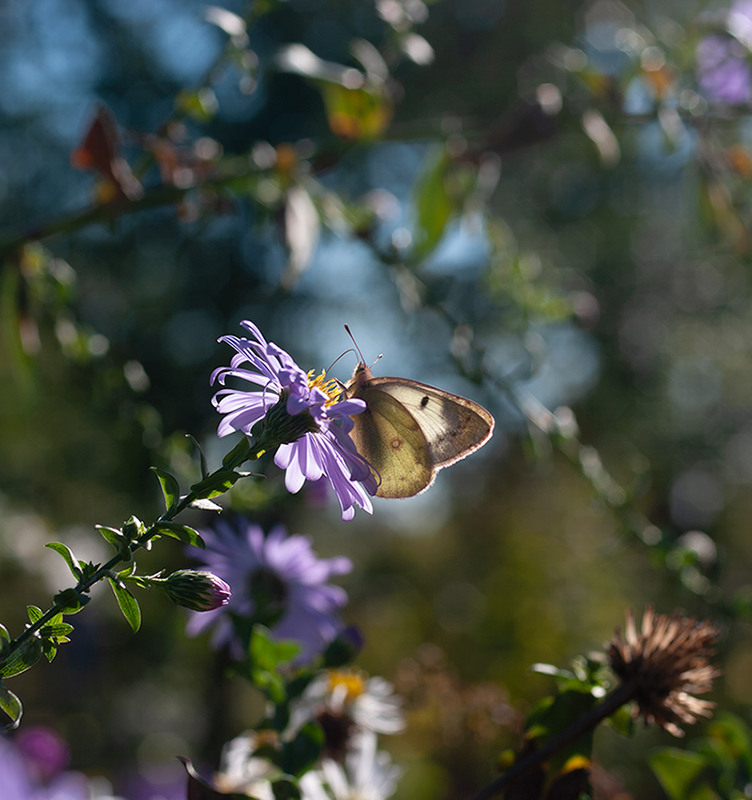 Фотографія сонячний жовтневий метелик / Maria Vergovska / photographers.ua