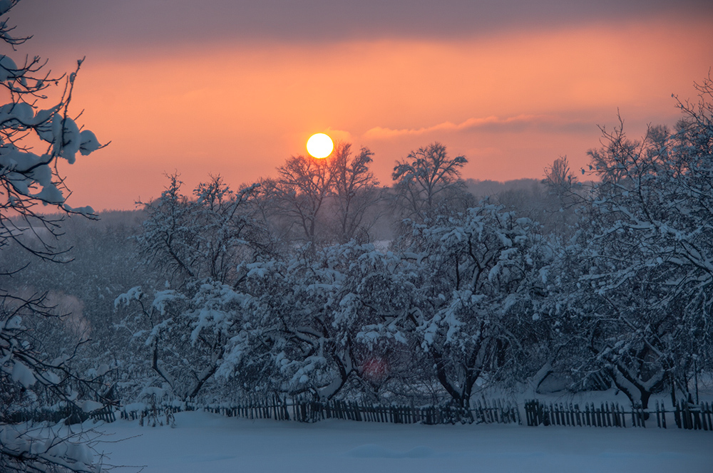 Фотографія яблуневі сни / Maria Vergovska / photographers.ua