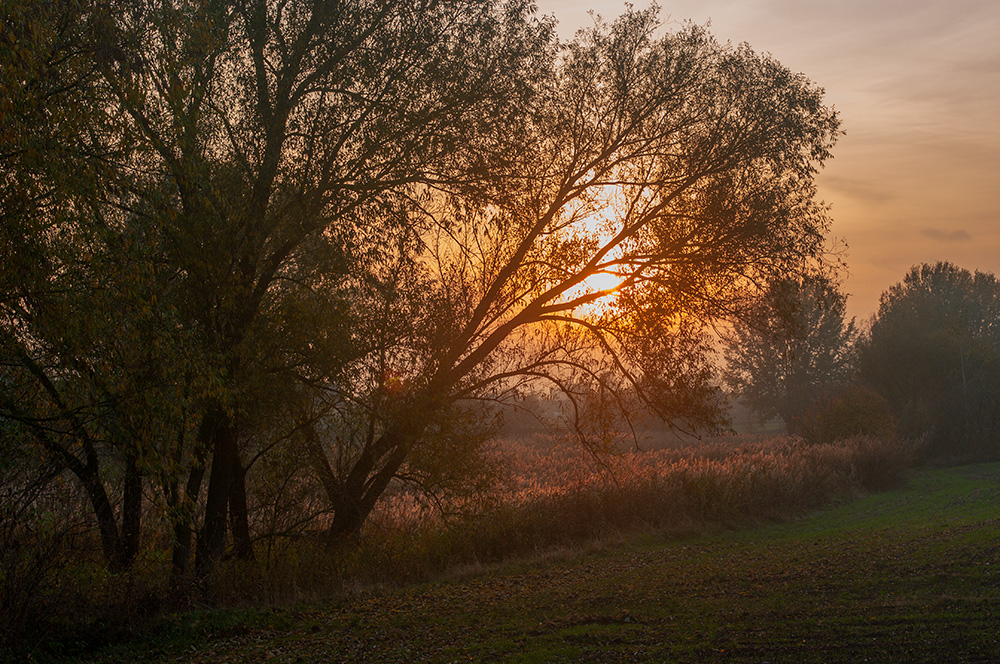 Фотографія Вечірнє сонце, дякую за день... / Maria Vergovska / photographers.ua