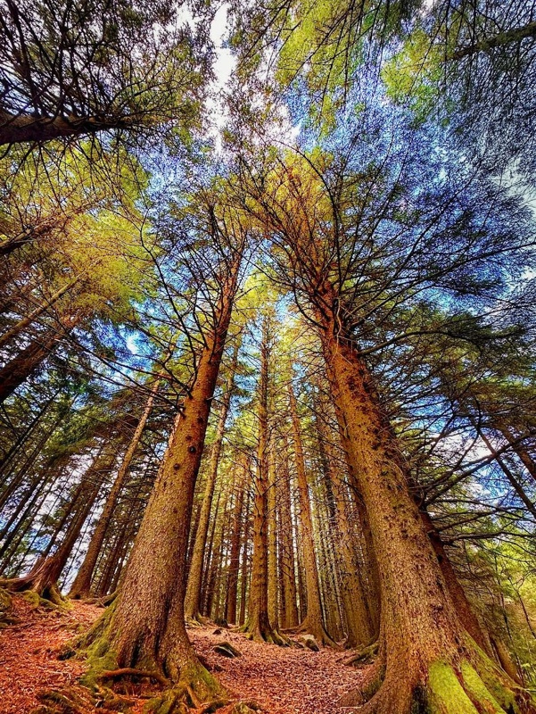 Фотографія Лісові хмарочосіки / SergioSfotaS / photographers.ua