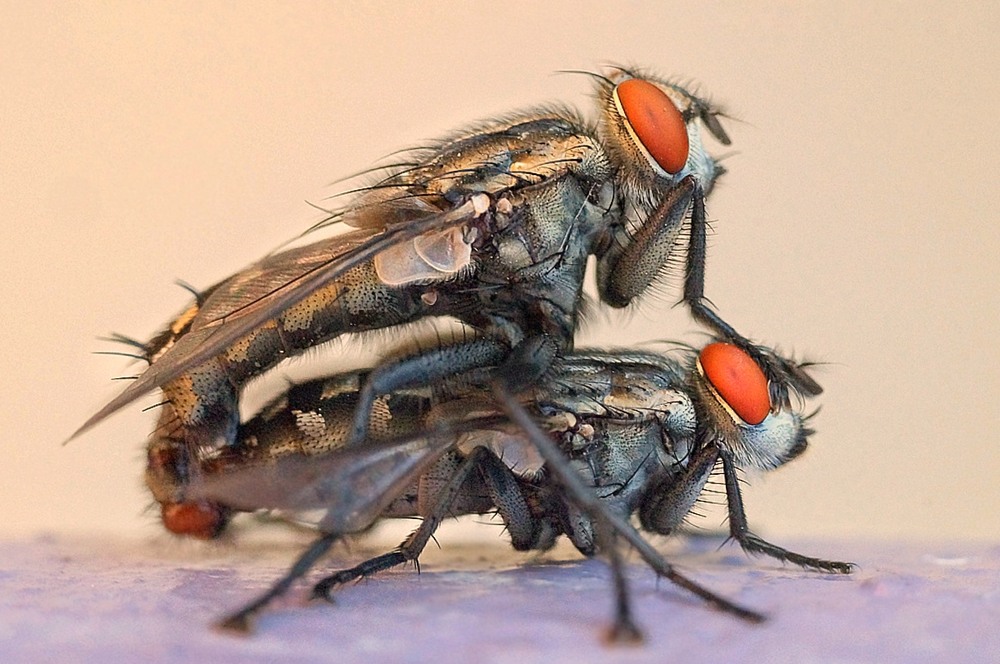 Фотографія Мухнюшки / SergioSfotaS / photographers.ua