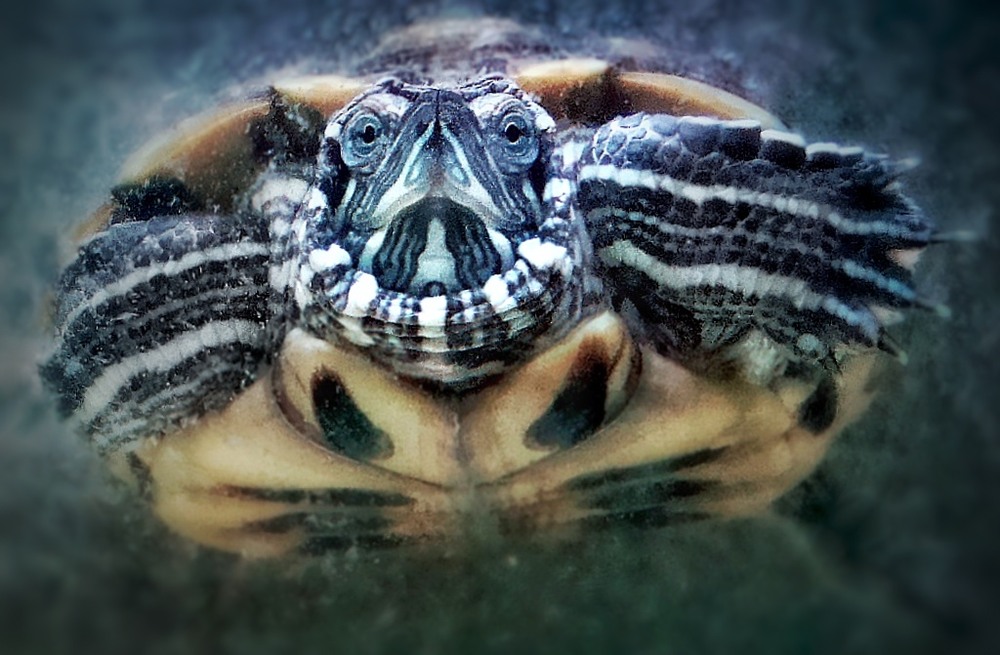 Фотографія Аквалайзєр / SergioSfotaS / photographers.ua