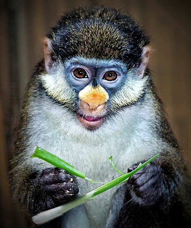 Фотографія Портретне чудо / SergioSfotaS / photographers.ua