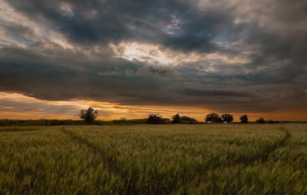 Фотографія Вечерне-полевой пейзаж / SergioSfotaS / photographers.ua
