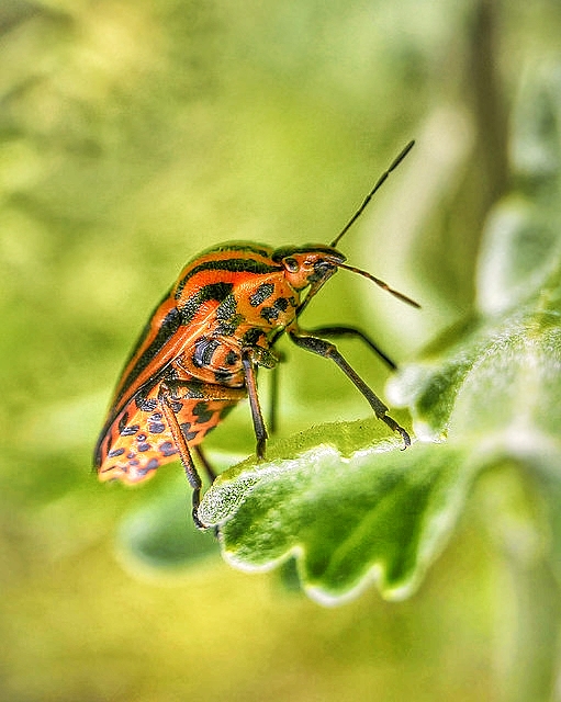 Фотографія *///"" / SergioSfotaS / photographers.ua