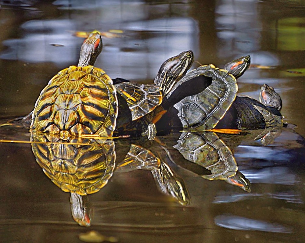 Фотографія Дзеркальна черга на початку Дії / SergioSfotaS / photographers.ua