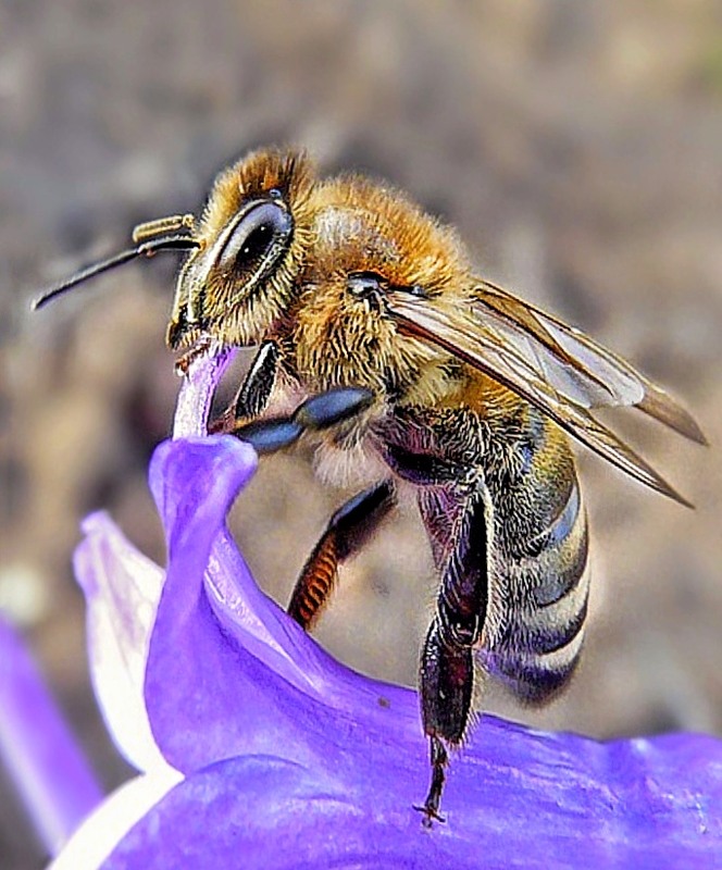 Фотографія Бджолкіно туссо / SergioSfotaS / photographers.ua