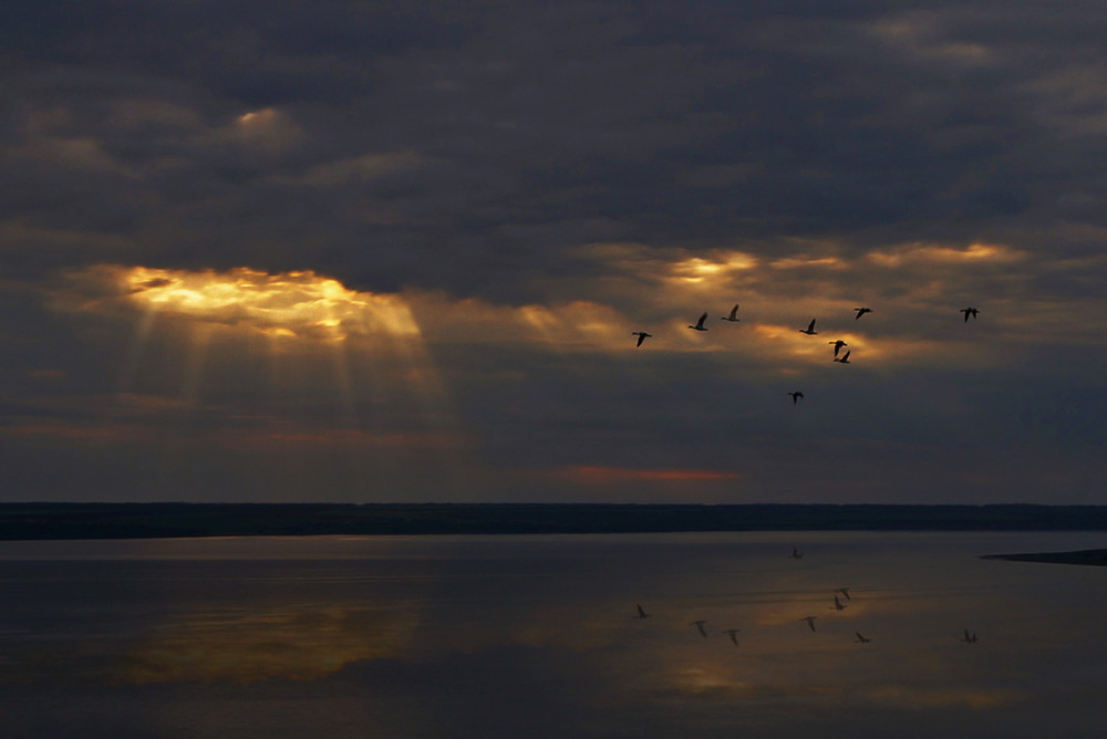 Фотографія Ой, летіли дикі гуси... / SergioSfotaS / photographers.ua