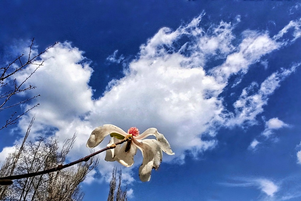 Фотографія Чомусь летять к магнолії / SergioSfotaS / photographers.ua