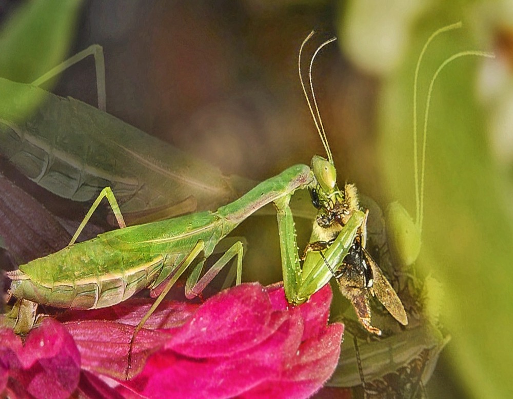 Фотографія Дзеркальна страва богомольця / SergioSfotaS / photographers.ua