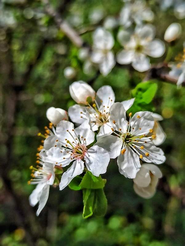 Фотографія Квітучий Квітень / SergioSfotaS / photographers.ua
