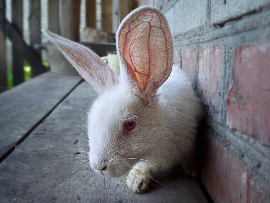 Фотографія baby bunny / maglest / photographers.ua