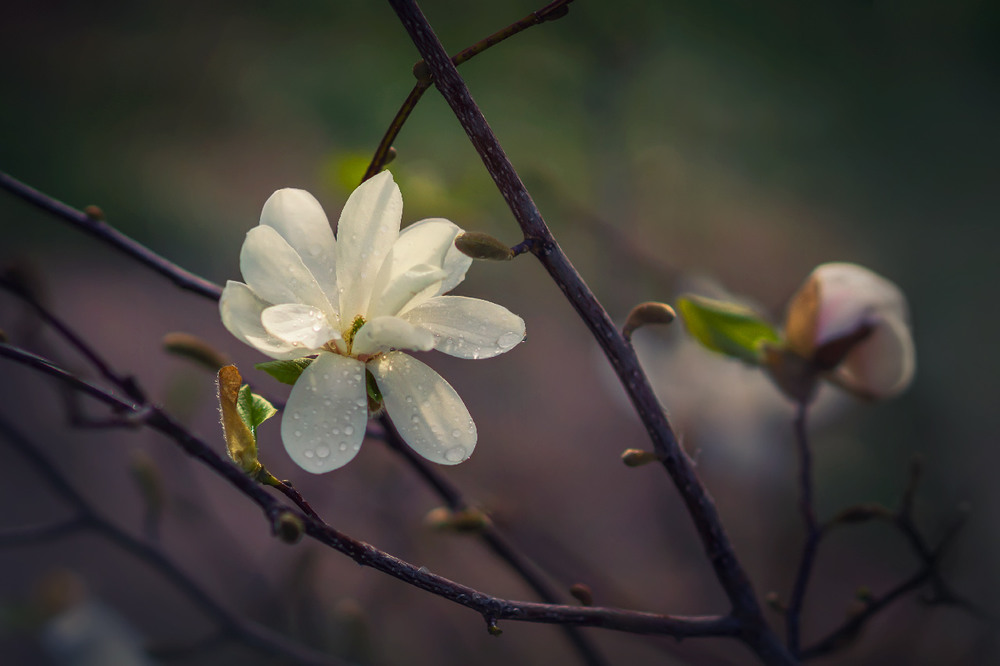 Фотографія Макро / maglest / photographers.ua