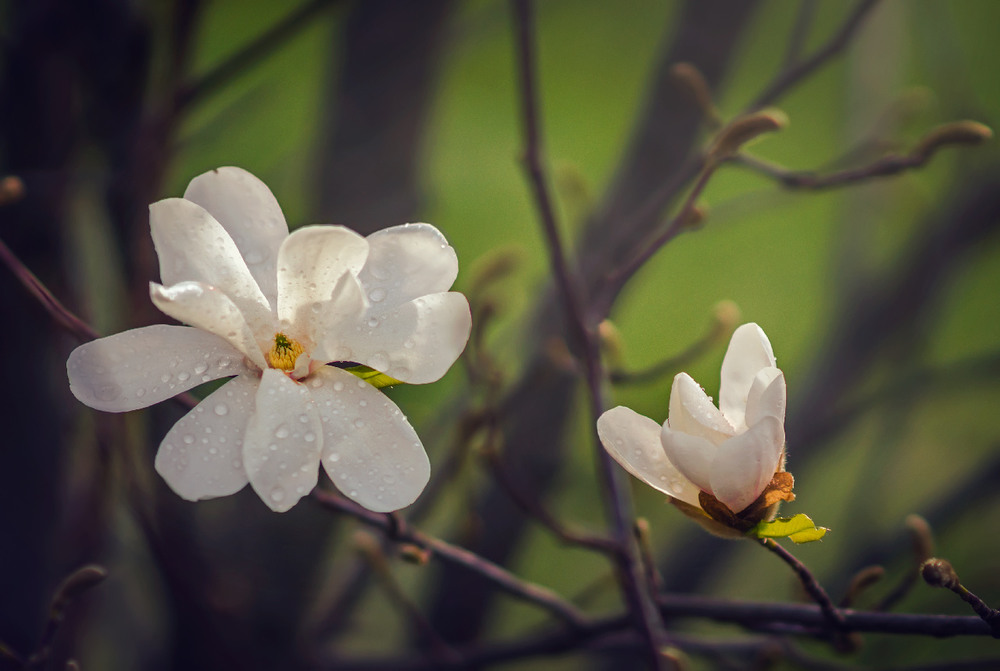 Фотографія Макро / maglest / photographers.ua