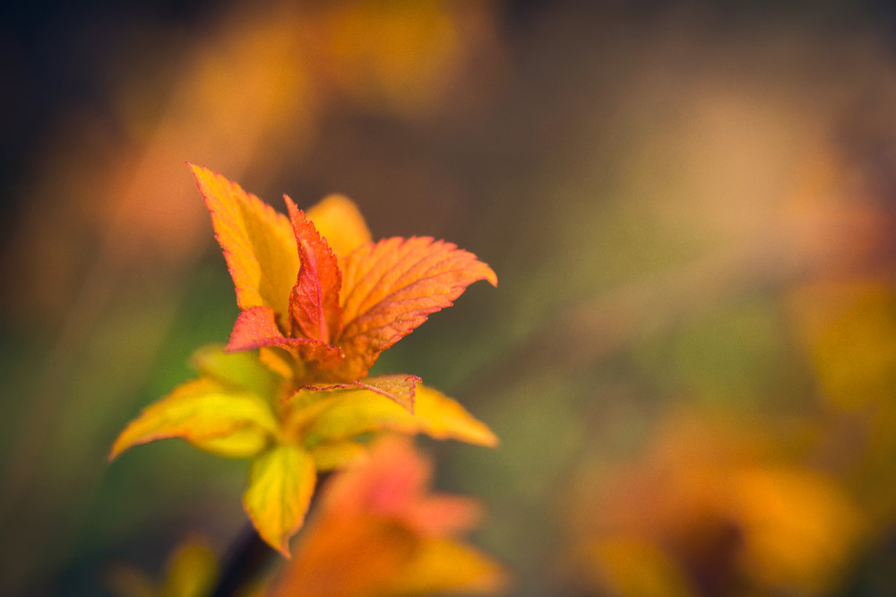 Фотографія Осенние краски весны / maglest / photographers.ua