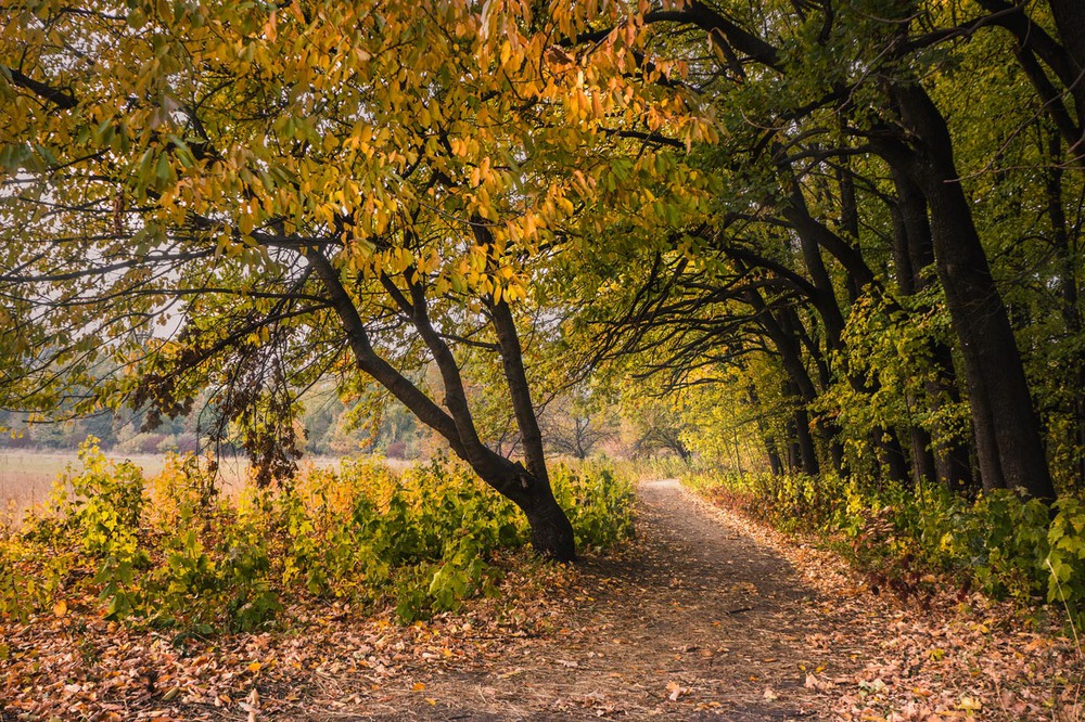 Фотографія Красавица осень.. / maglest / photographers.ua