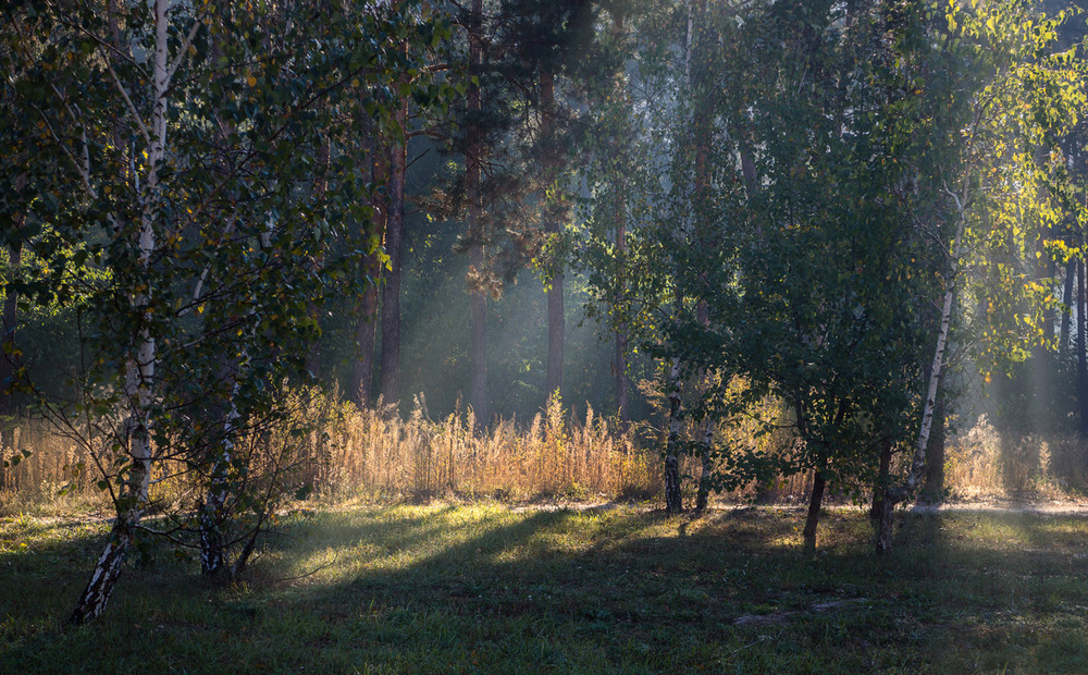 Фотографія Окно в лес / maglest / photographers.ua