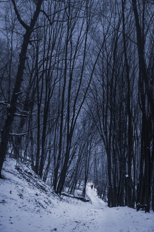 Фотографія В дремучем лесу... / maglest / photographers.ua