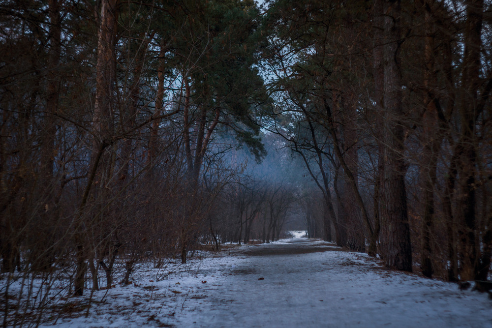 Фотографія Сумеречный лес / maglest / photographers.ua