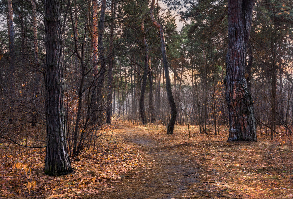 Фотографія Февральский лес / maglest / photographers.ua