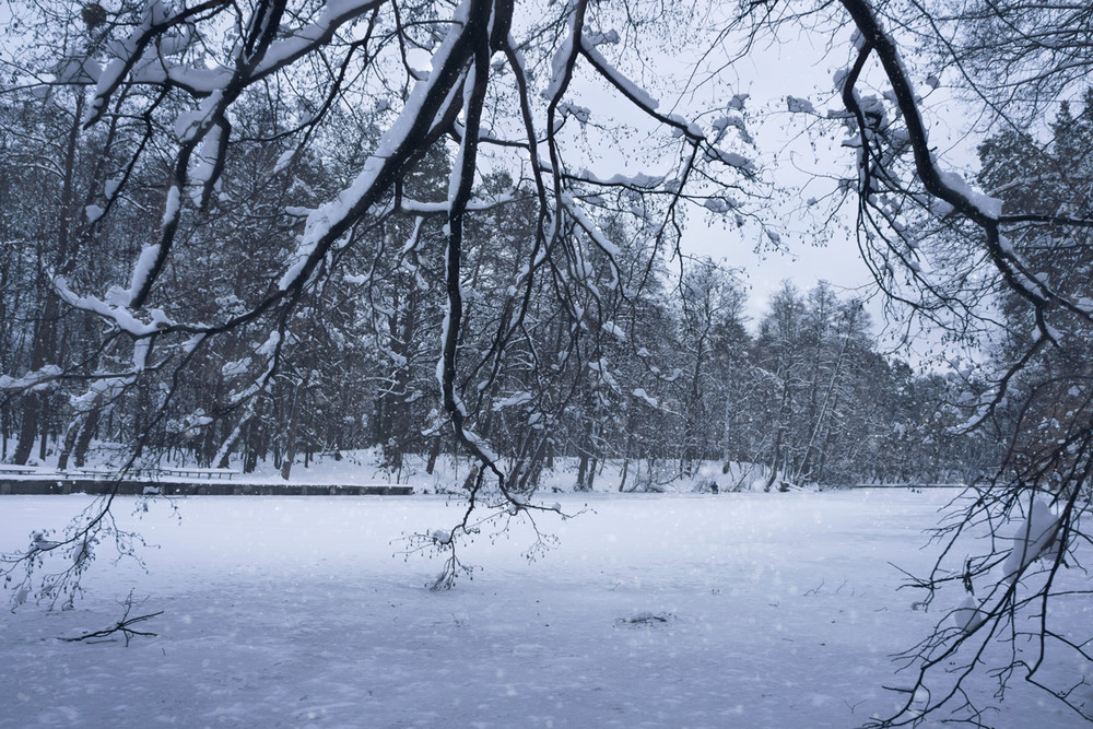 Фотографія Зимний занавес / maglest / photographers.ua