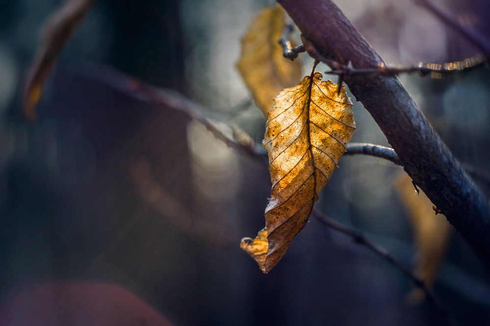 Фотографія Макро / maglest / photographers.ua