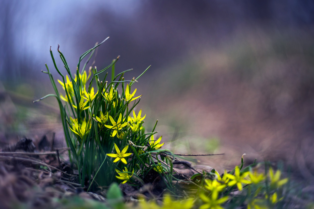 Фотографія Макро / maglest / photographers.ua