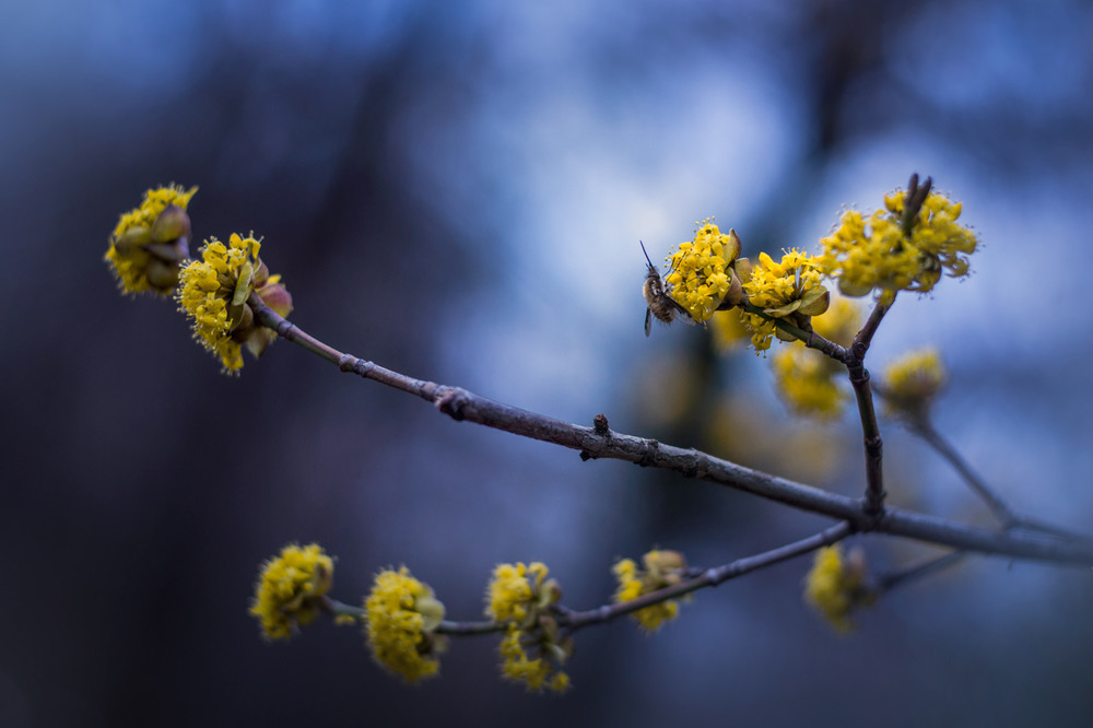 Фотографія Кизил и мушка / maglest / photographers.ua