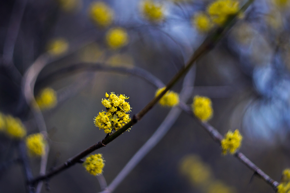 Фотографія Макро / maglest / photographers.ua