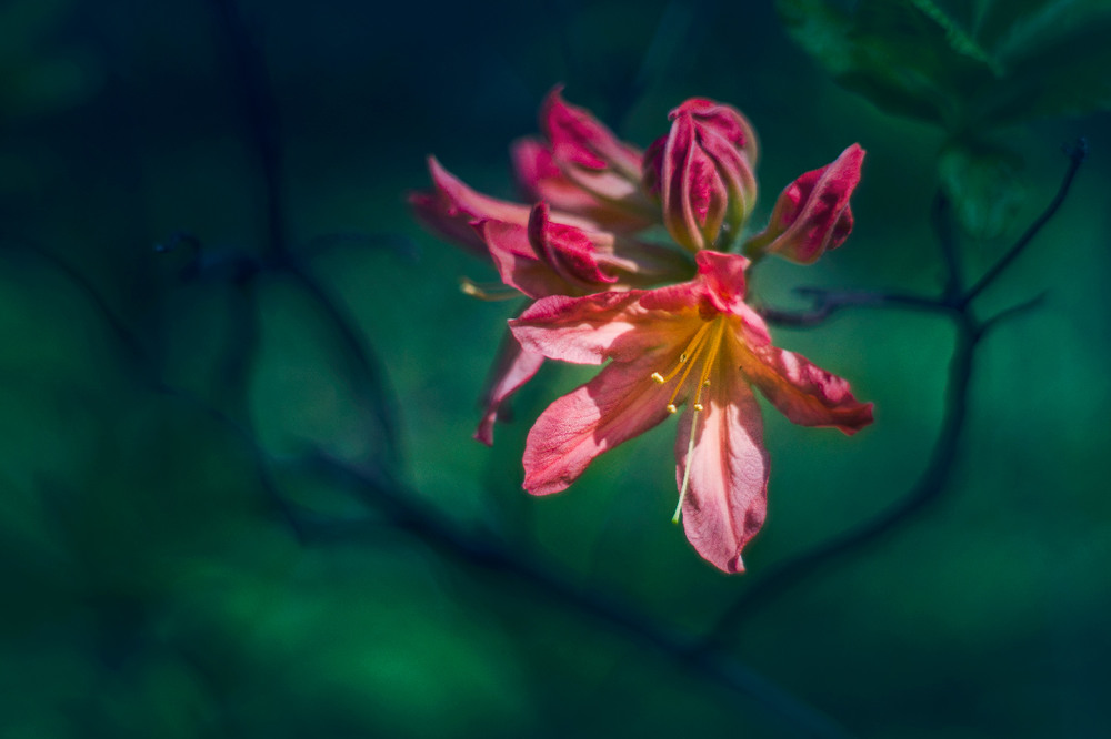 Фотографія Аленький цветочек / maglest / photographers.ua