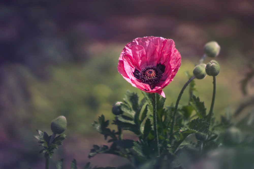 Фотографія Макро / maglest / photographers.ua