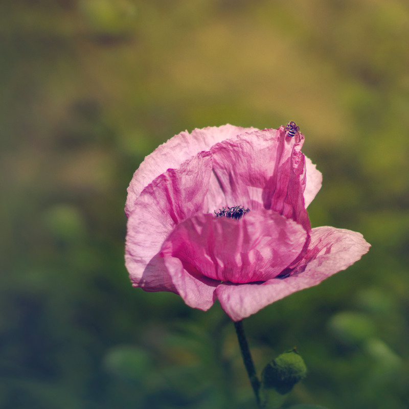 Фотографія Высоко сижу, далеко гляжу.. / maglest / photographers.ua