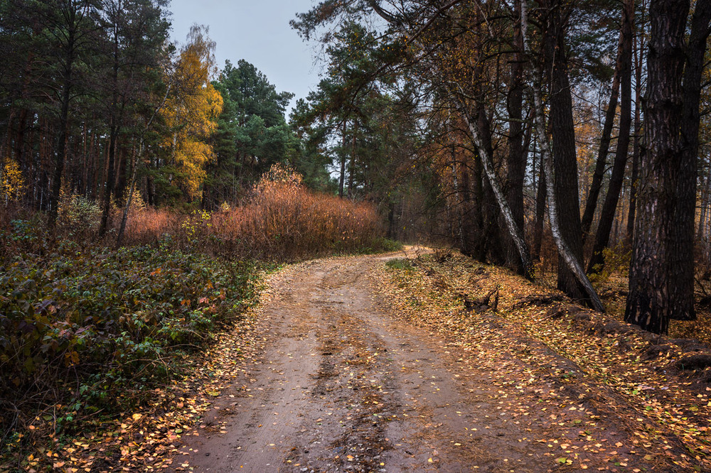 Фотографія Осенней позднею порою лес дремлет тихой полумглою / maglest / photographers.ua