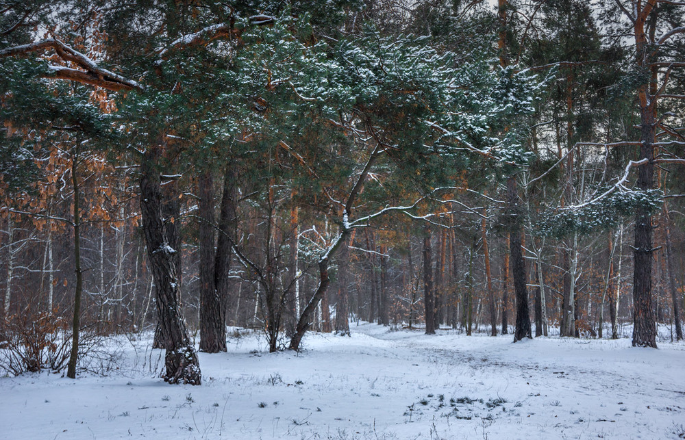 Фотографія Тропа под соснами / maglest / photographers.ua