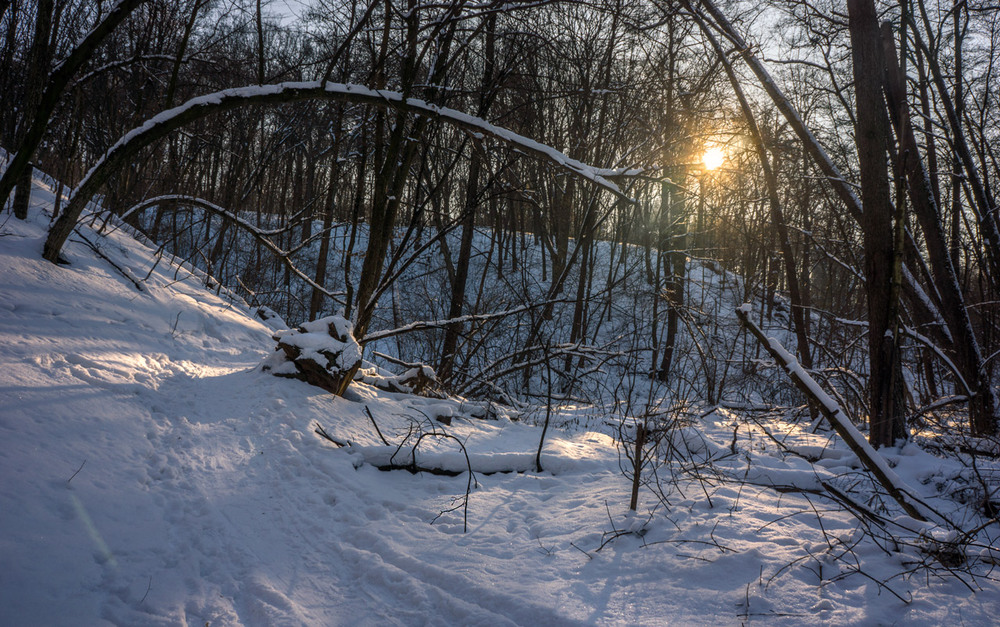 Фотографія Деревья тянутся к теплу / maglest / photographers.ua
