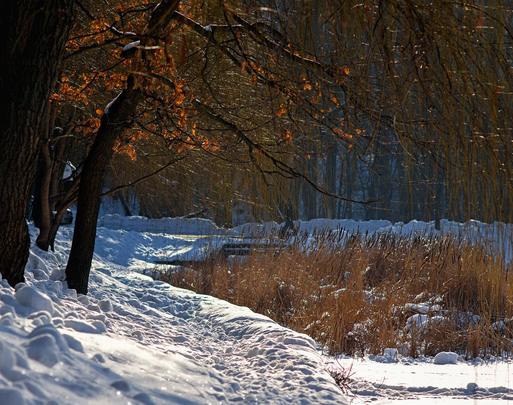 Фотографія Кусочки осеннего янтаря / maglest / photographers.ua
