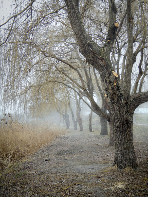 Фотографія Ожидая весну / maglest / photographers.ua