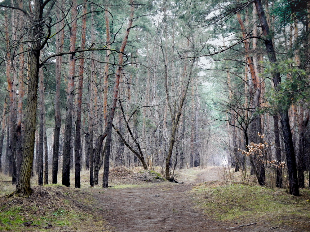 Фотографія В лесу / maglest / photographers.ua